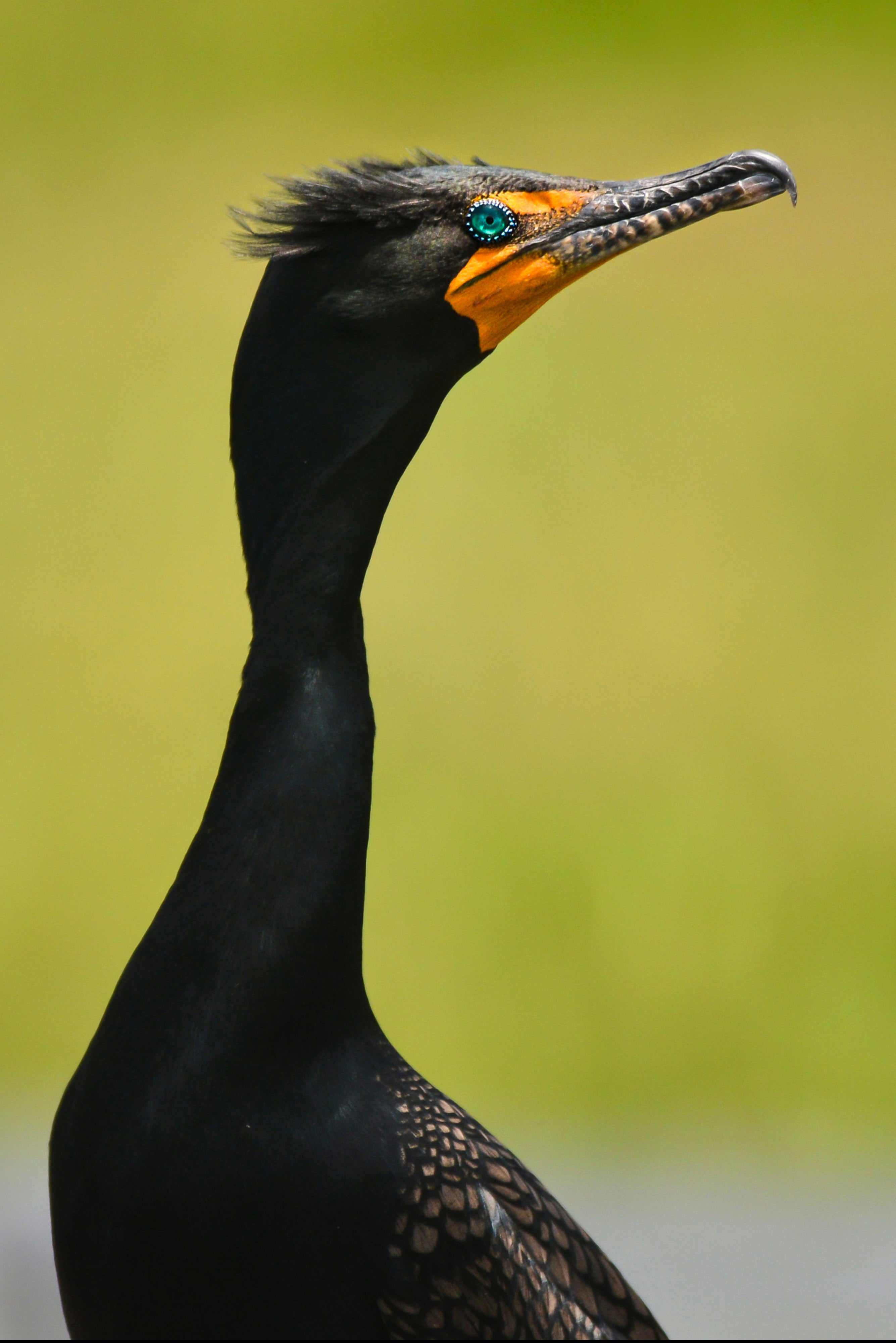 Doublecrested Cormorant Outdoor Alabama